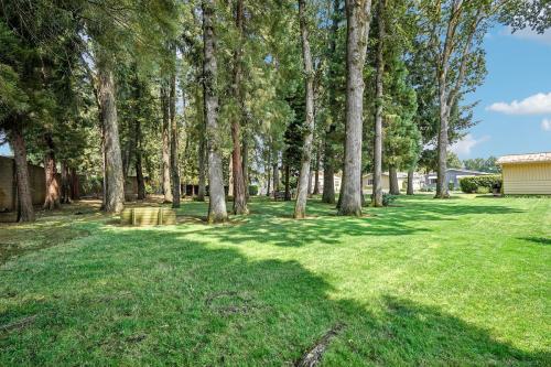 A grassy yard with tall trees, sunlight filtering through the foliage, and buildings visible in the background.